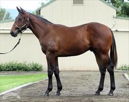 Magic Millions Purchases